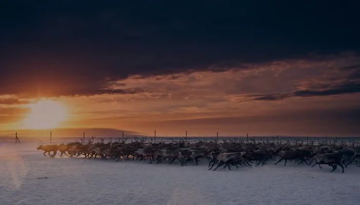 group-of-reindeer-on-alaskan-snow